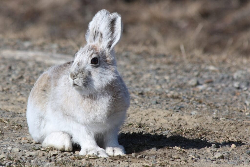 Sussex Rabbit