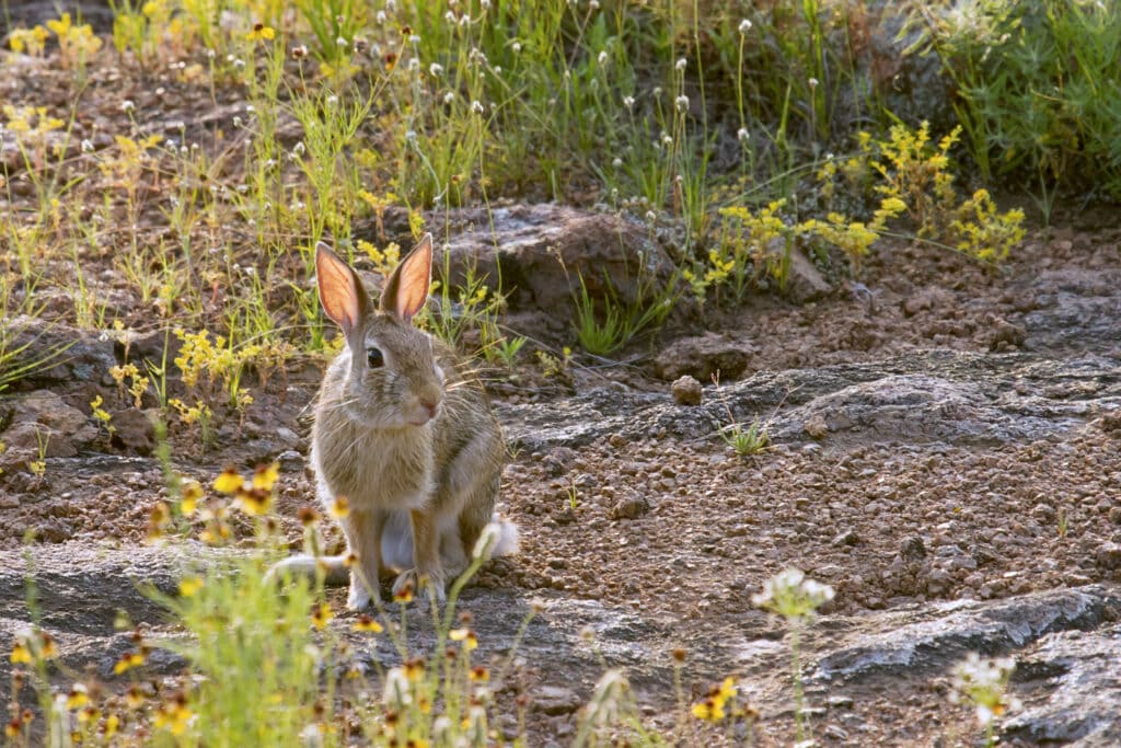Sussex Rabbit