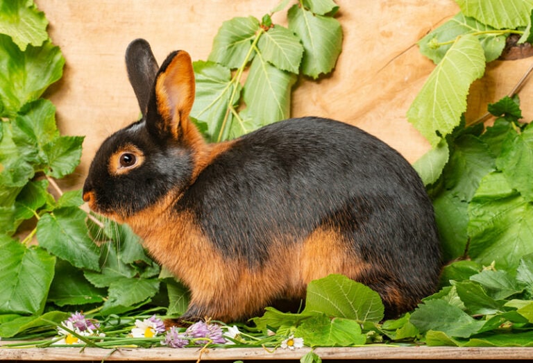 15 Brown Rabbit Breeds (With Info & Pictures) | Hepper Pet Resources