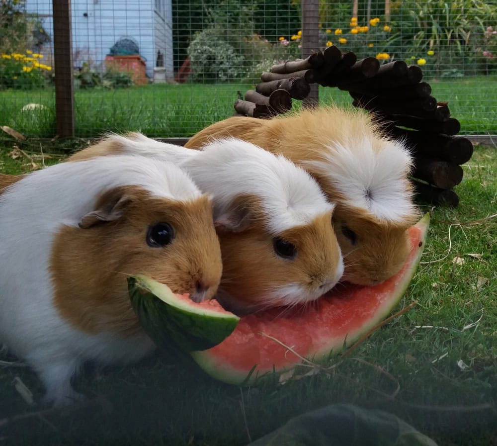 Three cute guinea pigs enjoying a slice of melon