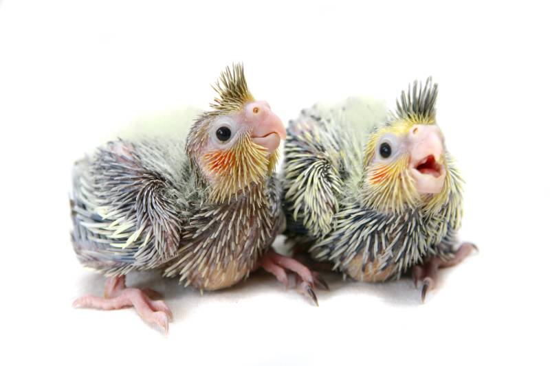 Two Baby cocktails parakeet
