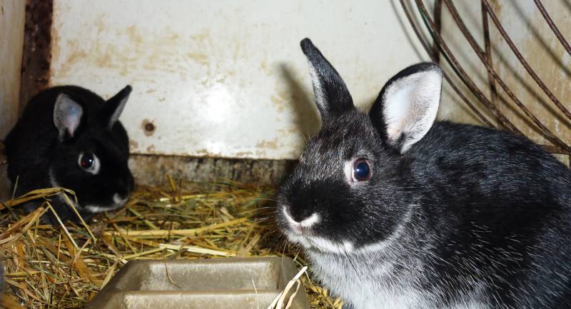Two black rabbits of silver fox breed in a hutch