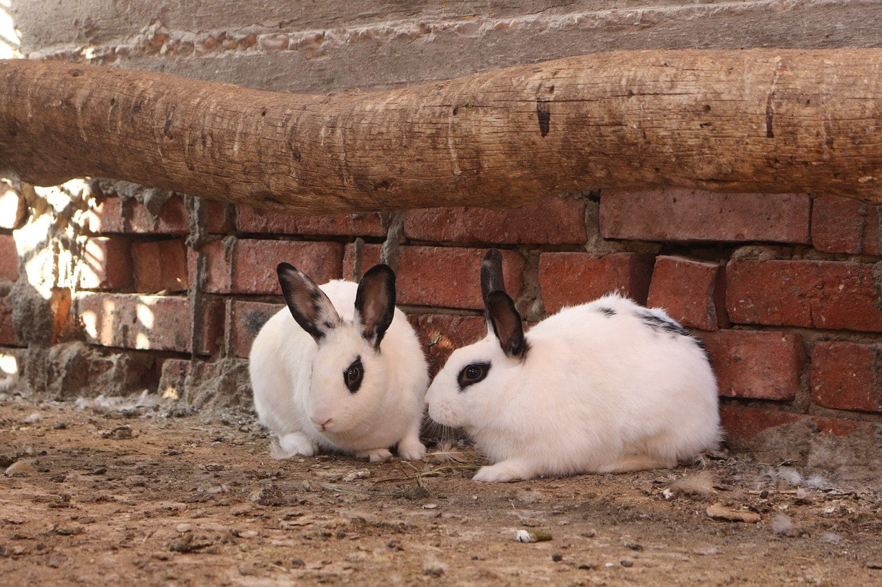 Two dwarf hotot rabbits