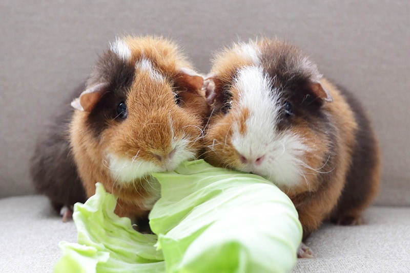Two guinea pigs are eating cabbage leaf