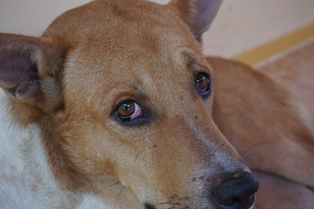 dog pink third eyelid, conjunctivitis