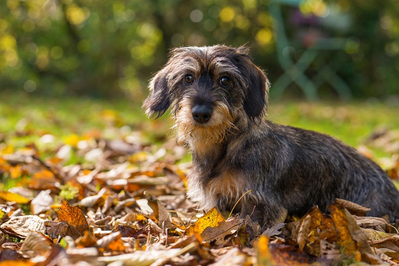 Wild Boar Wire Haired Dachshund