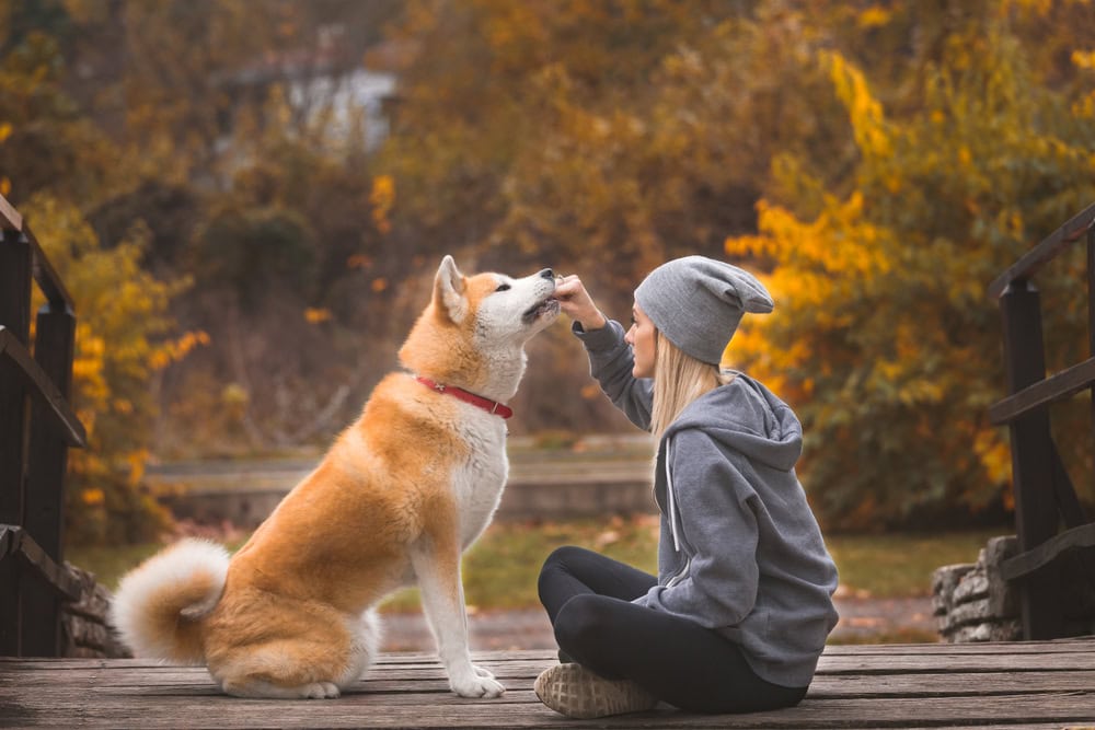 Woman training her Akita Inu outdoors