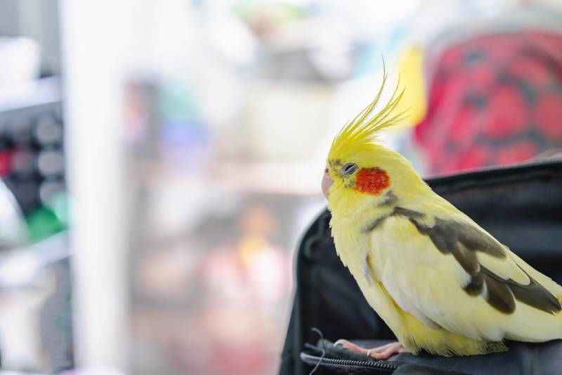 Yellow Cockatiel sleeping on black bag in the room isolated on blurry background