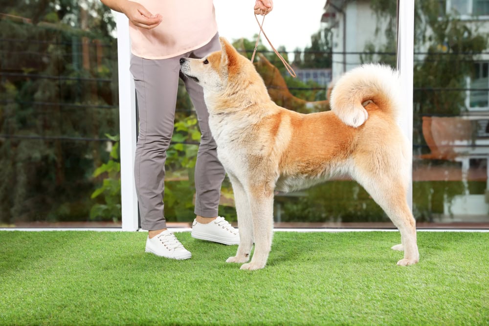 Young woman training Akita Inu in the yard