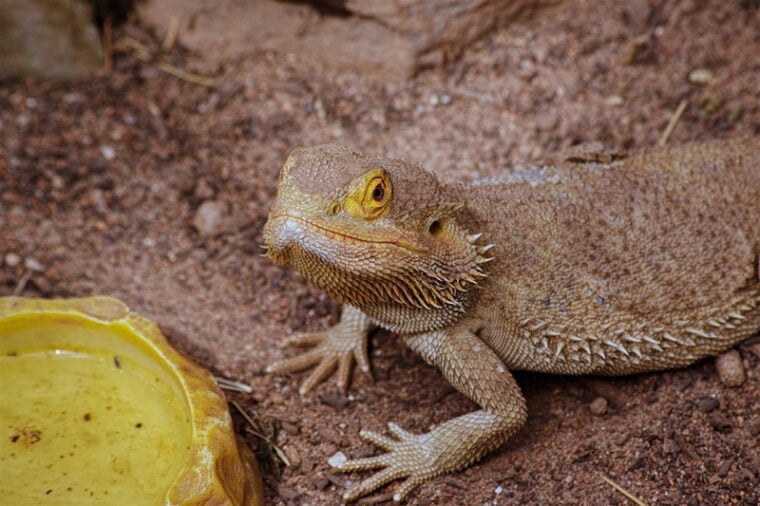 Picture of What Do Bearded Dragons Eat as Pets? Vet Reviewed Diet | Hepper Pet ...