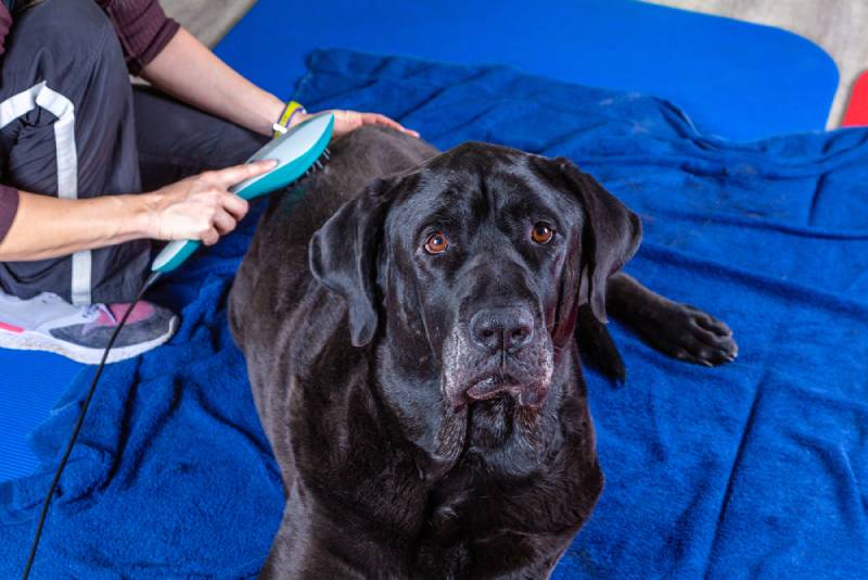 a black dog receiving laser treatment