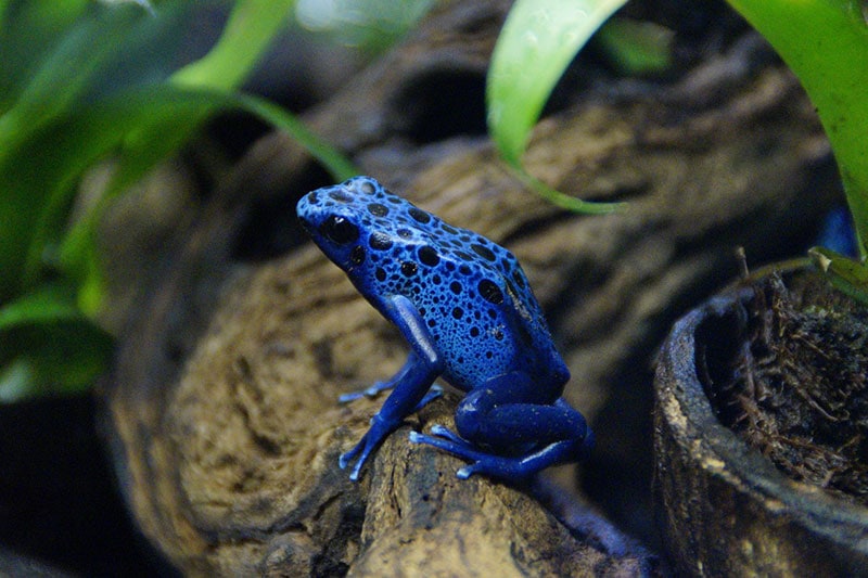 a blue poison dart frog on a tree