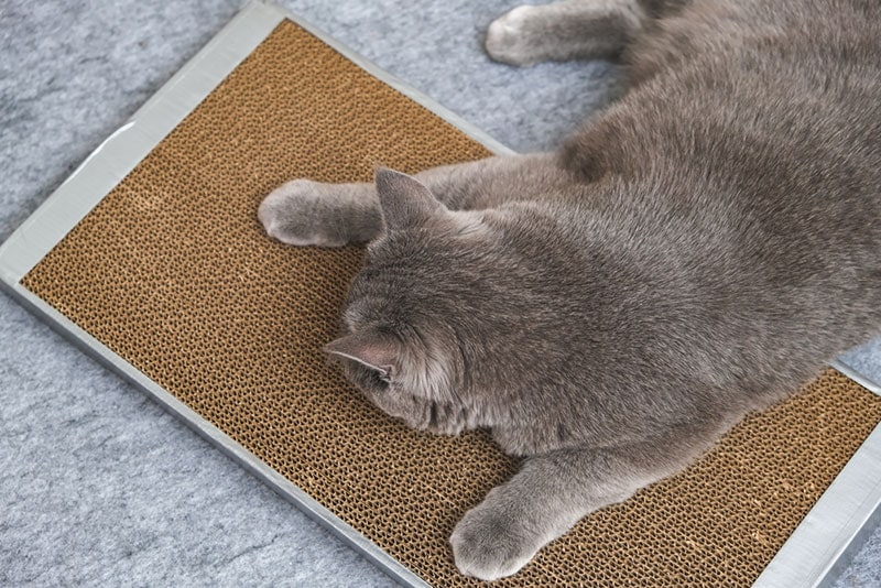 a cat playing on a horizontal scratcher