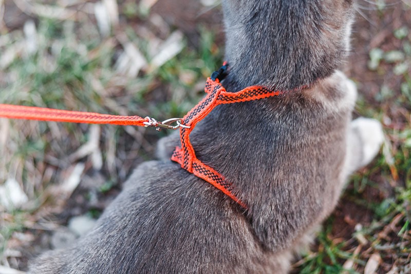 a cat with harness and leash