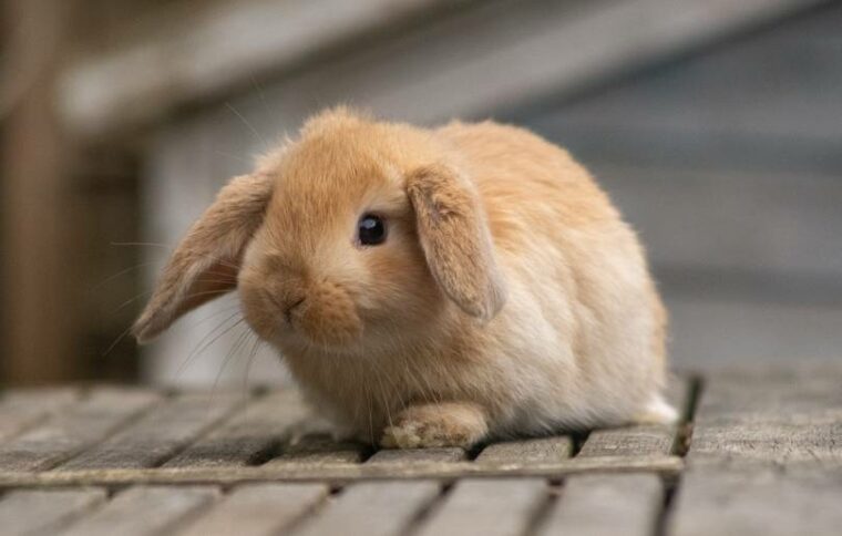 How Much Do Mini Lop Rabbits Cost? 2026 Price Update | Hepper Pet Resources