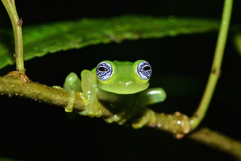 a frog perching on a tiny branch