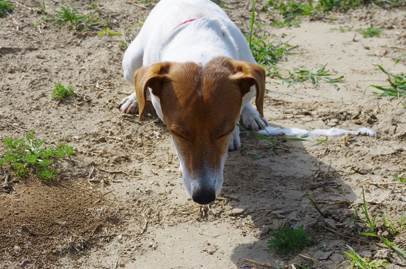 a jack russell dog regurgitating
