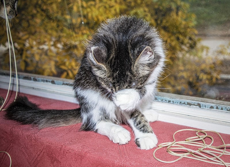 a kitten palming its face on the windowsill