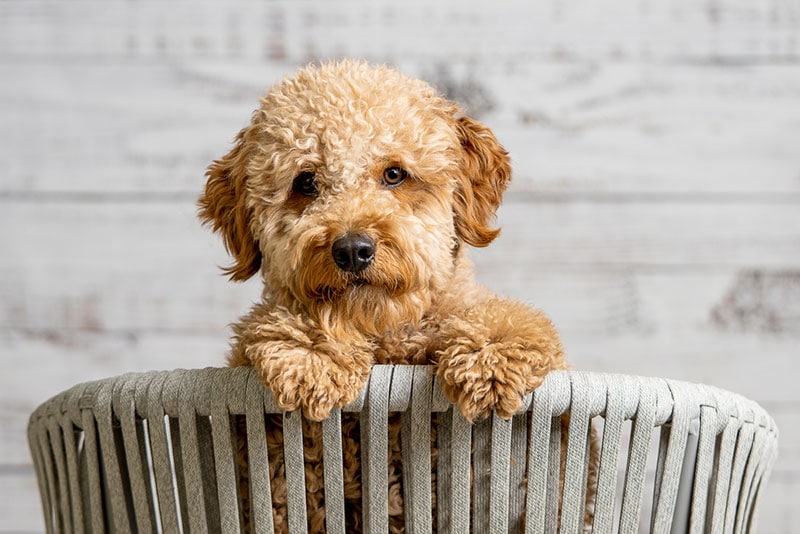 a mini goldendoodle puppy in a basket
