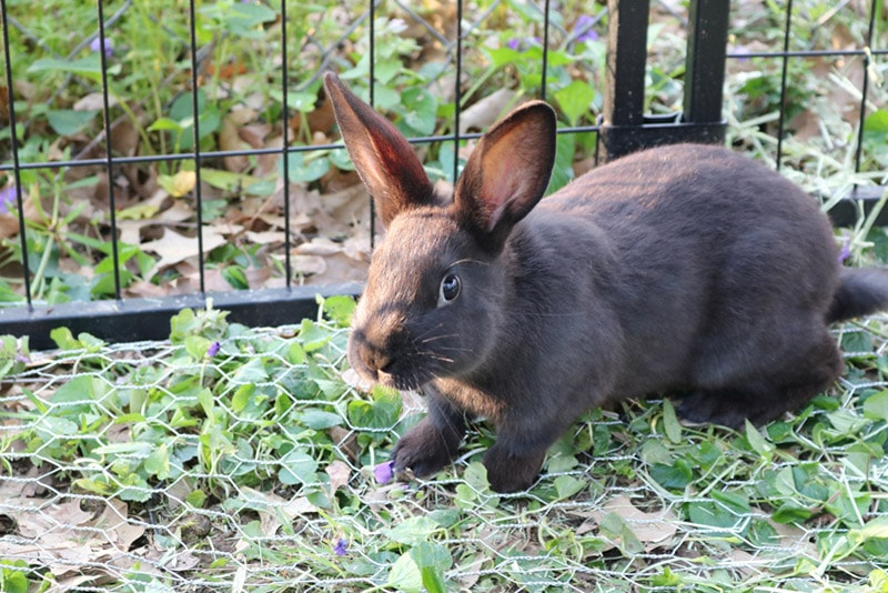a new zealand rabbit in a pen
