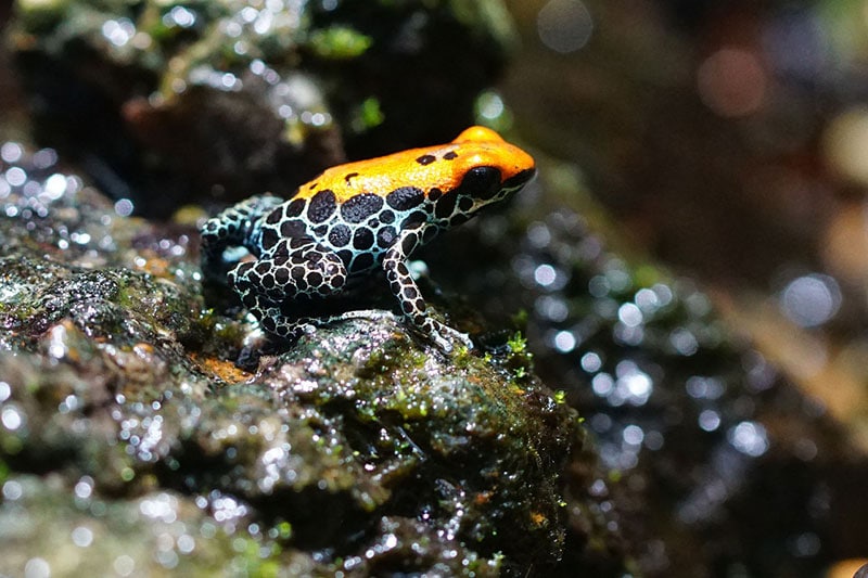a poison dart frog