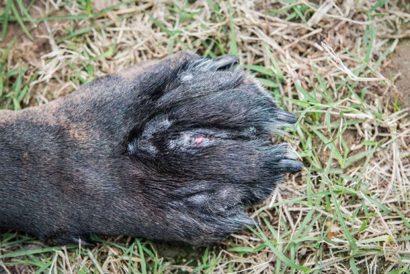 a swollen dog paw with infections