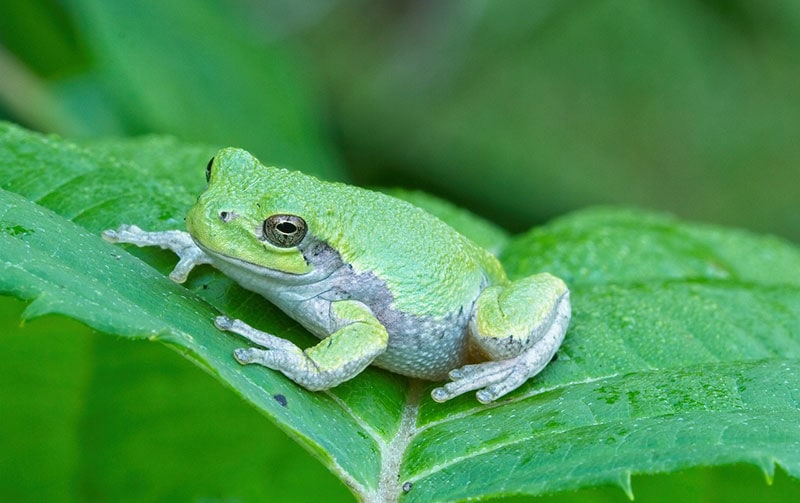 a tree frog on a leaf
