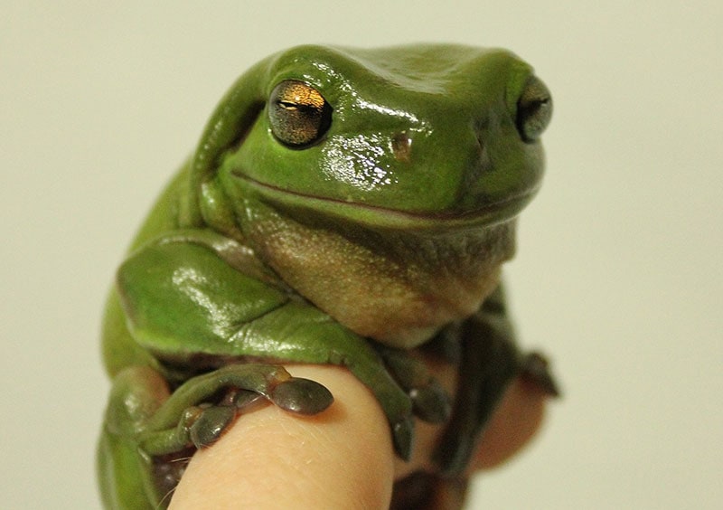 a tree frog perched on human finger