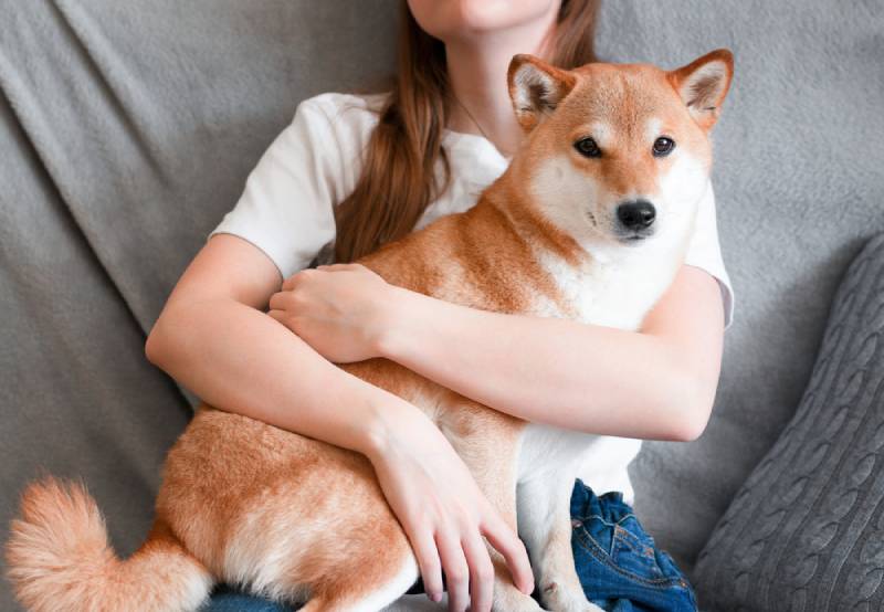a woman hugging her pet shiba inu