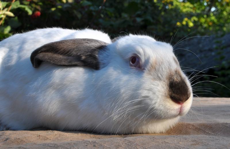 adult rabbit of the Californian breed