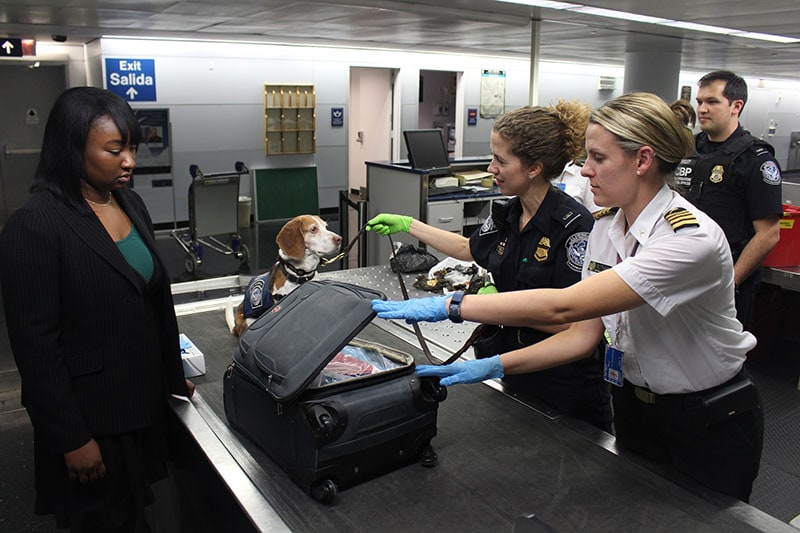 airport dog inspecting luggage