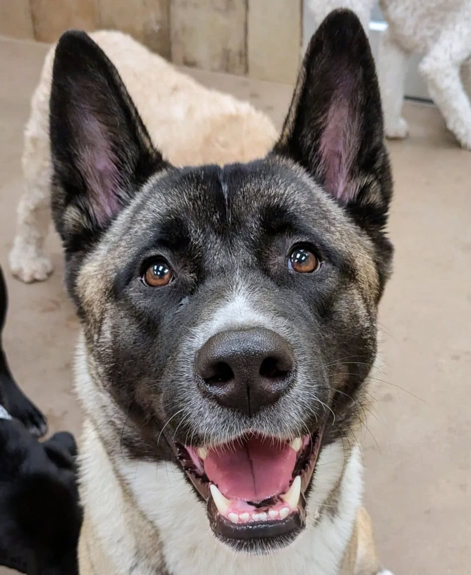 akita corgi mix smiling