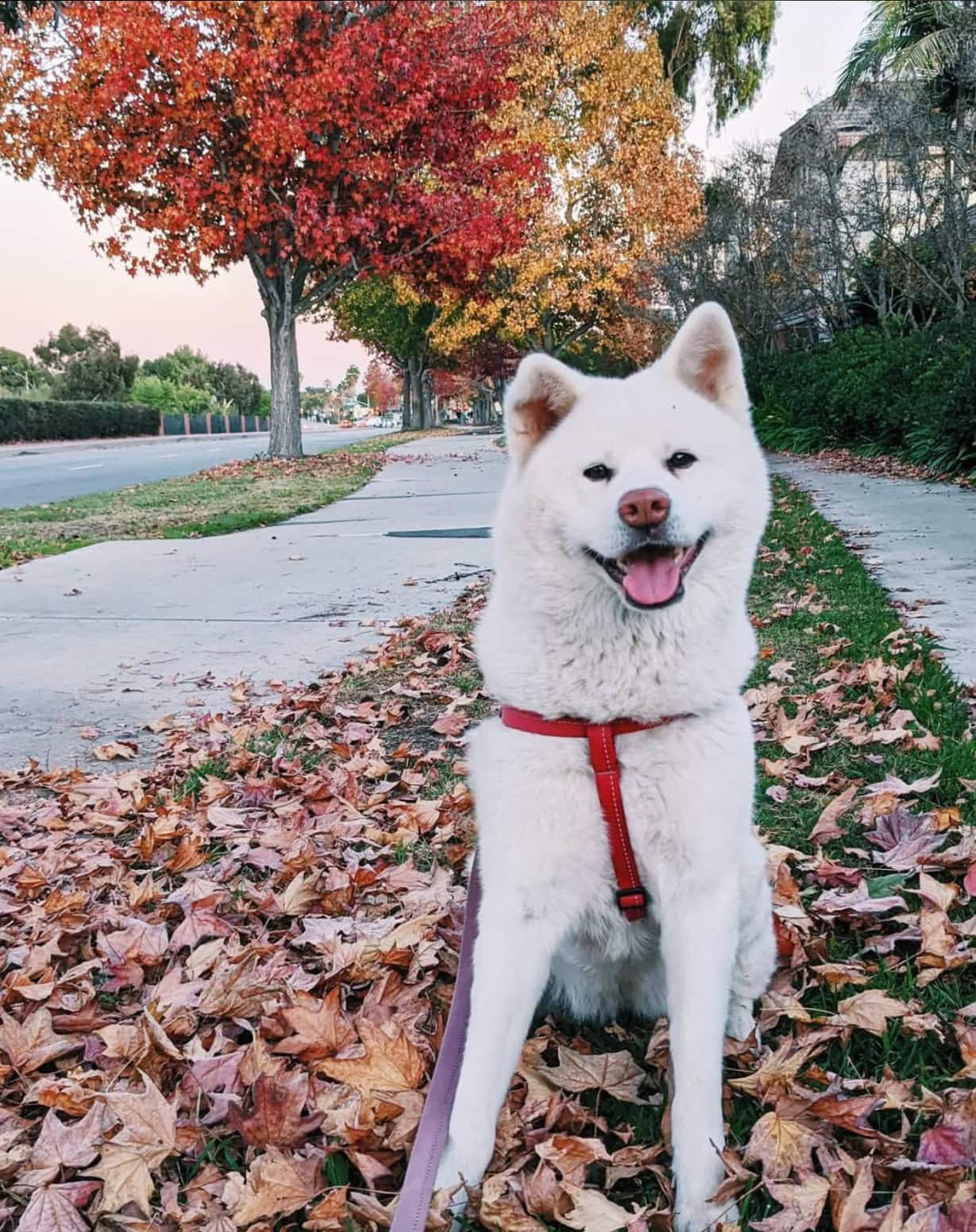 akita corgi standing among the leaves