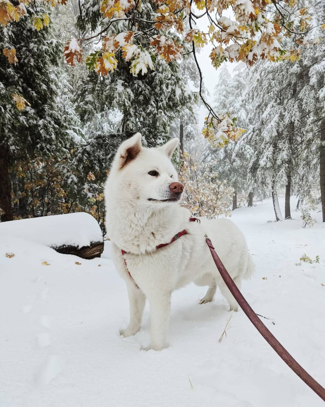 akita corgi standing in the snow