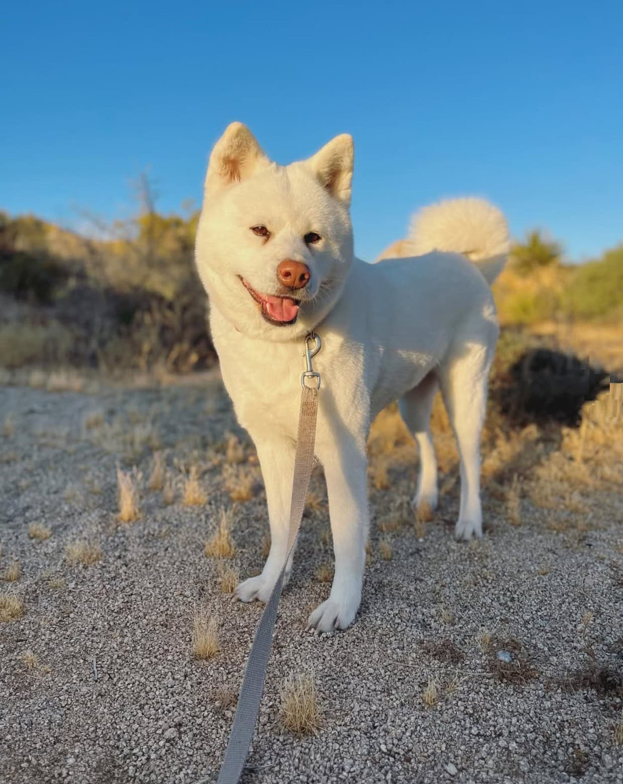 akita corgi standing on the road2