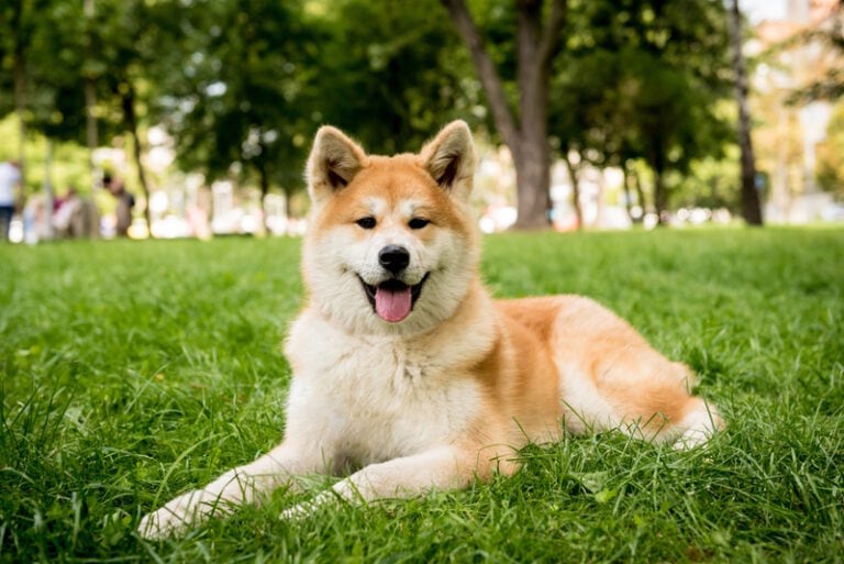 10 Most Loyal Dog Breeds in the World: Info & Pictures | Hepper Pet ...