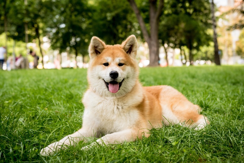 akita dog resting in the grass