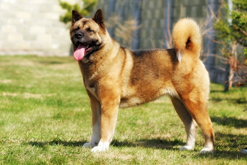akita dog standing outdoor