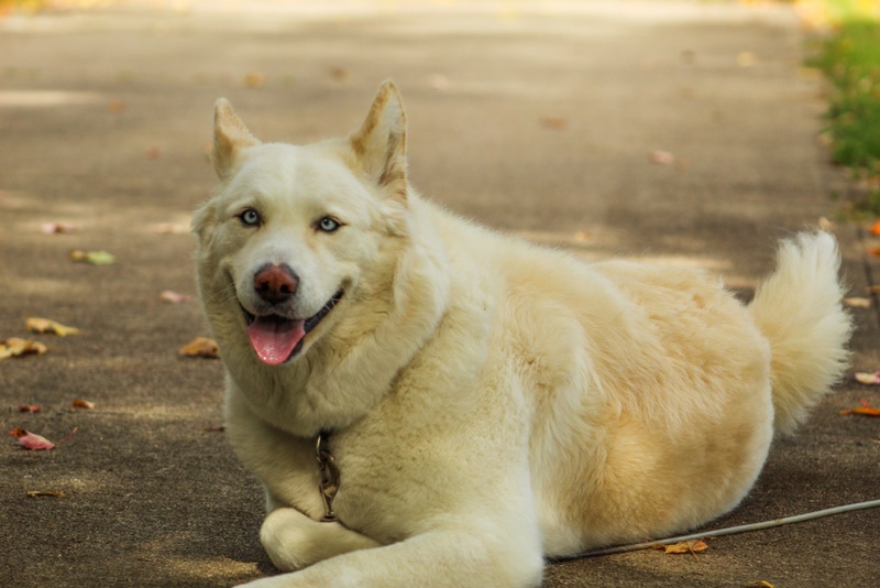 akita husky mix dog breed