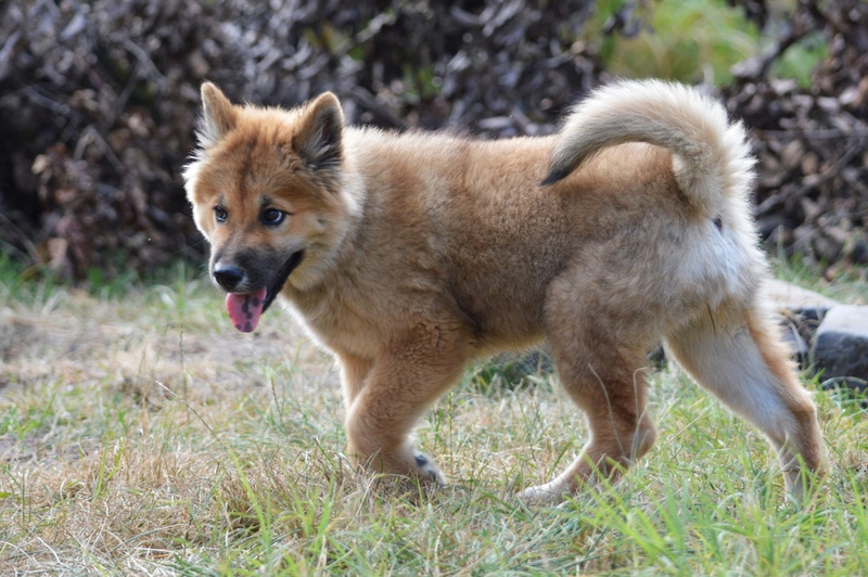 akita shiba inu mix dog breed