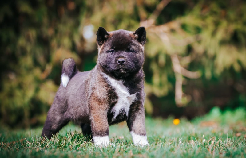 american akita puppy dog walking on the grass