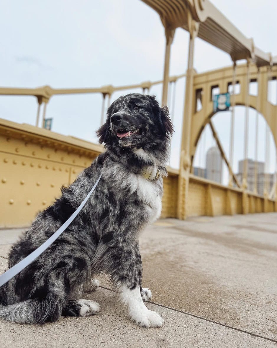 aussie newfie sitting on a bridge
