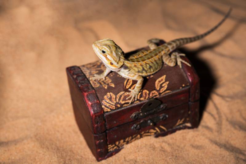 australian bearded dragon lizard