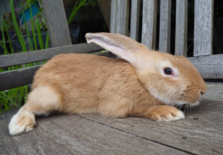 Continental Giant Rabbit: Info, Care, Diet, Pictures & More | Hepper ...