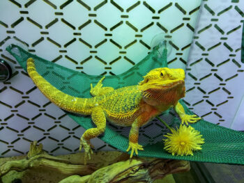 Do Bearded Dragons Change Color? Facts & FAQ | Hepper Pet Resources