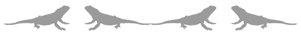 bearded dragon divider