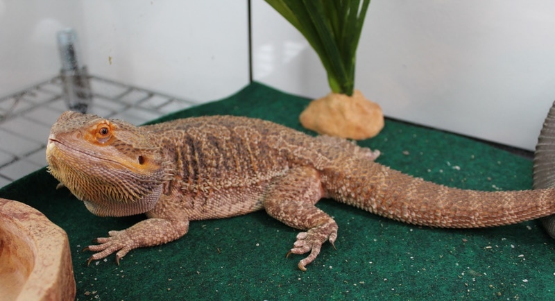 bearded dragon inside tank