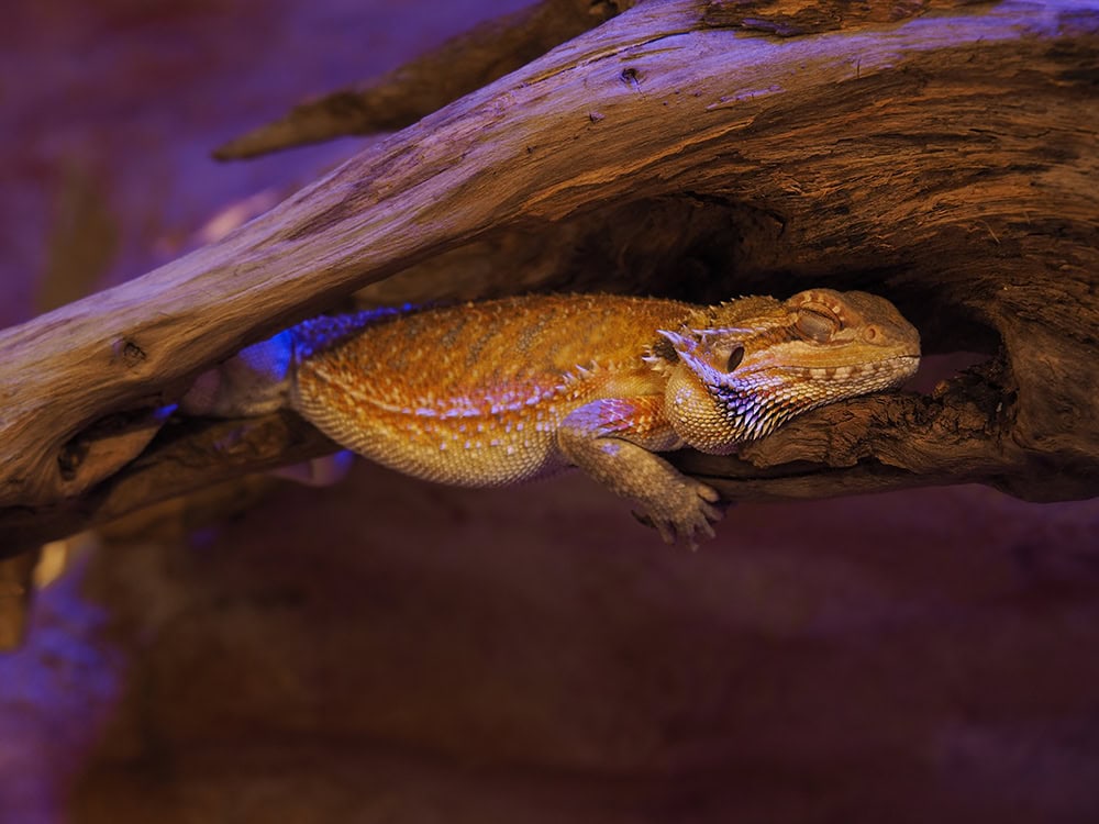 bearded dragon sleeping on a log