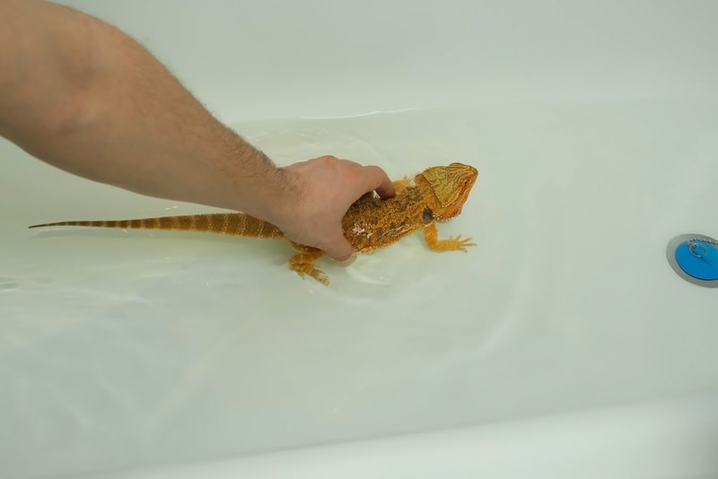 bearded dragon taking a bath