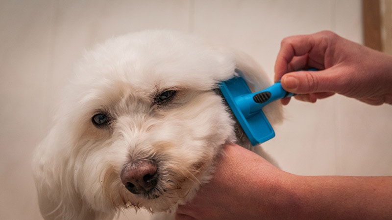 bichon frise dog getting brushed